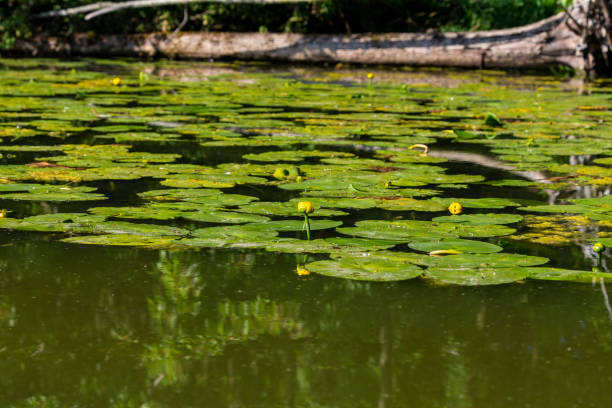 istock The yellow water-lily (Nuphar lutea) 1165590792
