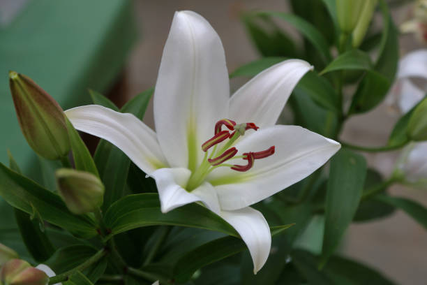 istock Bright summer bloom of a beautiful lily 1165590809