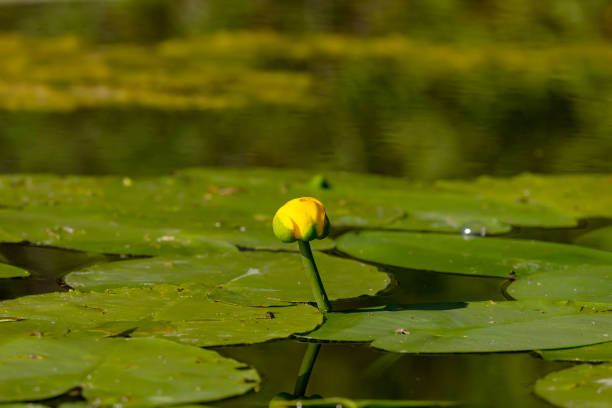 The yellow water-lily (Nuphar lutea) ,blooming yellow water lilies on a small lake in Wisconsin.