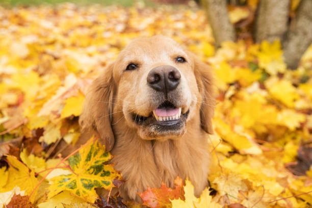 istock Golden Retriever Dog in Fall colored leaves 1165592013