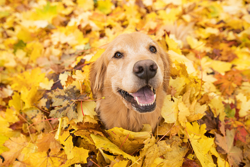 Happy Golden Retriever Dog sitting in a pile of leaves in the Fall