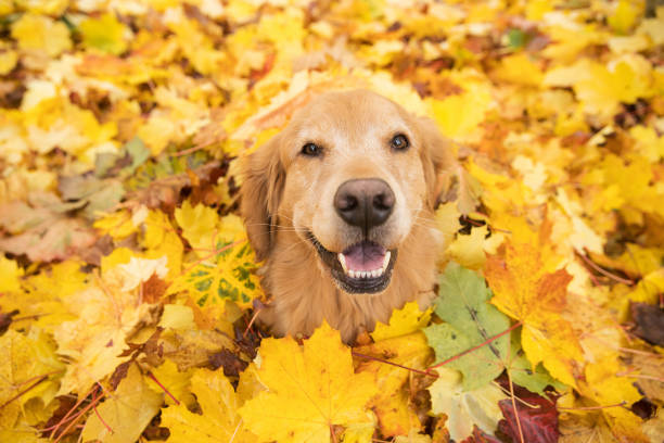 Autumn portrait of golden retriever junior wearing scarf and boots