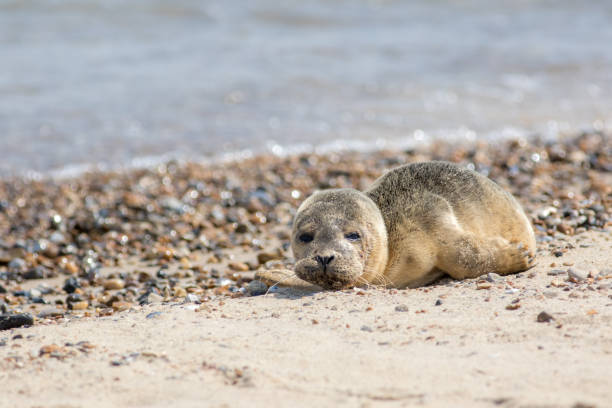 cucciolo di foca abbandonato. triste animale bambino da solo sulla spiaggia. - grypus foto e immagini stock
