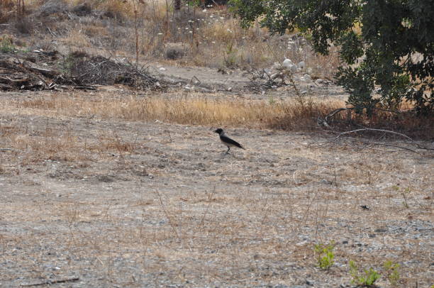 istock The beautiful bird Common raven in the natural environment 1165593331