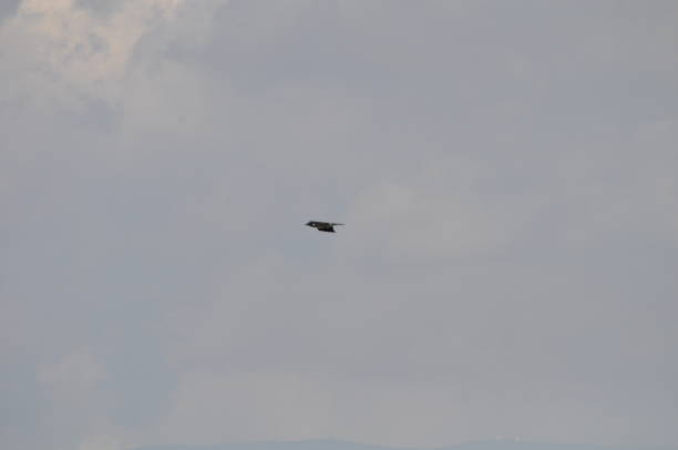 istock The beautiful bird Common raven in the natural environment 1165593357
