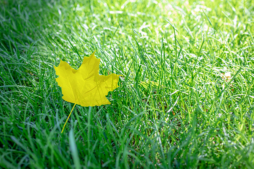autumn yellow leaf at green grass background with sunlight behind. autumn season concept. empty space for design.