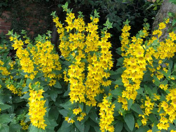 yellow loosestrife (lysimachia punctata) en fleur en juin, angleterre, royaume-uni - punctata photos et images de collection