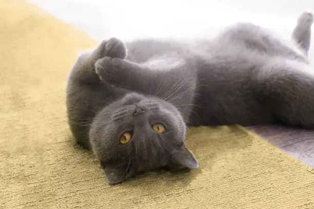 Photo of Young british blue shorthair cat is lying on its back at high light