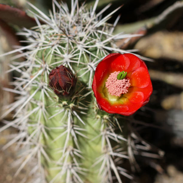 florescência vermelha da flor do cacto - desert cactus flower hedgehog cactus - fotografias e filmes do acervo