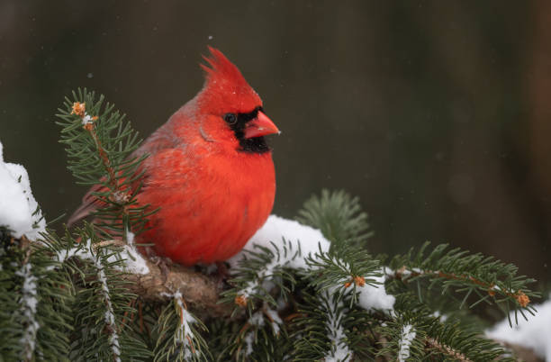 istock Northern Cardinal in Snow 1165595301