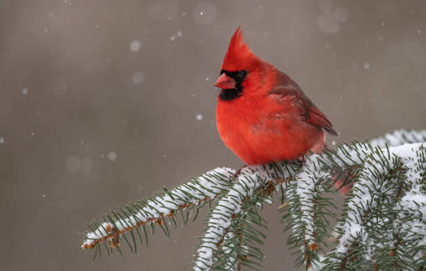 istock Northern Cardinal in Snow 1165595323