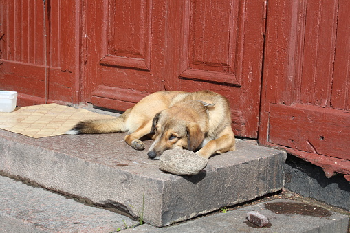 Lazy dog lying at door outside in the sun