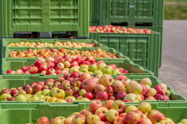 istock Many ripe fall apples in a container in autumn 1165595504
