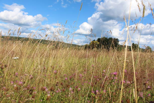 istock Zoomed in view of wheat field during summer 1165595505
