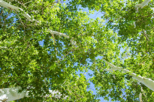 аризона сикамор три - arizona sycamore стоковые фото и изображения