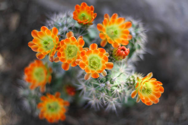 An echinocero hedgehog cactus in bloom in a garden