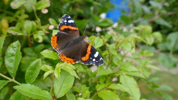 istock Beautiful butterfly, Admiral (vanessa atalanta), a noblefolk 1165596589