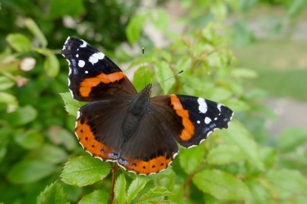 istock Beautiful butterfly, Admiral (vanessa atalanta), a noblefolk 1165596590