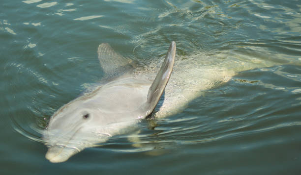 istock Dolphin playing in the water 1165599147