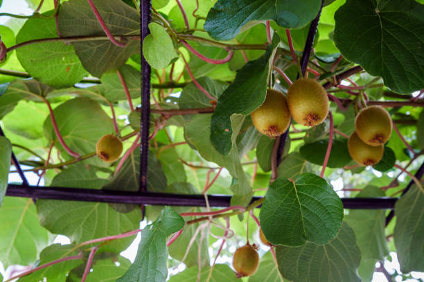 istock Low angle view on kiwifruit wines kiwi fruit on the branches hanging in summer day green kiwis ripe on tree 1165599758