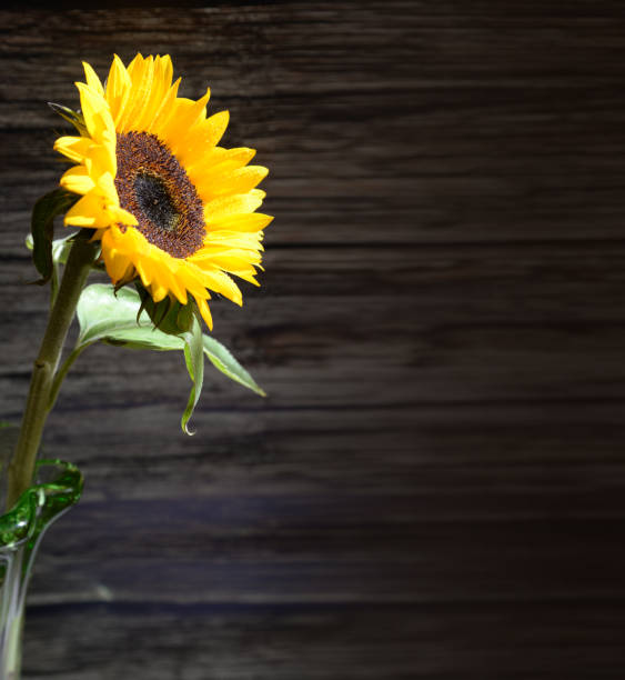 暗い木製のボードホイットコピースペースに美しいシングル新鮮な黄色のヒマワリ - dewy sunflower ストックフォトと画像