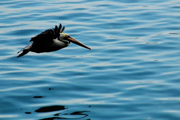 an adult pelican, pelicanus occidentalis, flying just above the water surface - pelican landing imagens e fotografias de stock