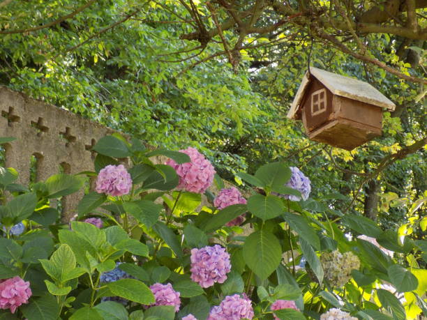 casa di uccelli in legno appesa sopra l'arbusto di ortensia nel cortile di casa - hydrangea gardening blue ornamental garden foto e immagini stock