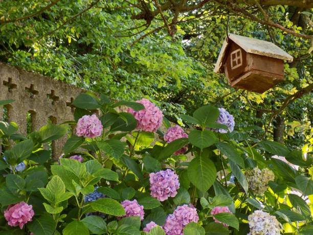 casa di uccelli in legno appesa sopra l'arbusto di ortensia nel cortile di casa - hydrangea gardening blue ornamental garden foto e immagini stock