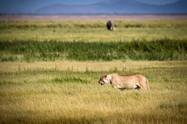 Lioness walking through field in the grasslands of Kenya Africa