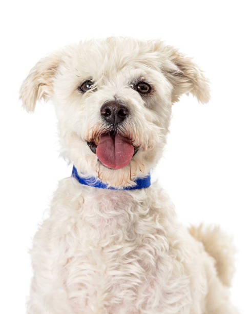 istock Cute Happy Smiling Poodle Crossbreed Dog 1165605032