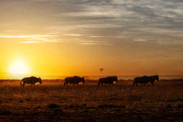 istock Wildebeest Walking Along the Sunset 1165605034