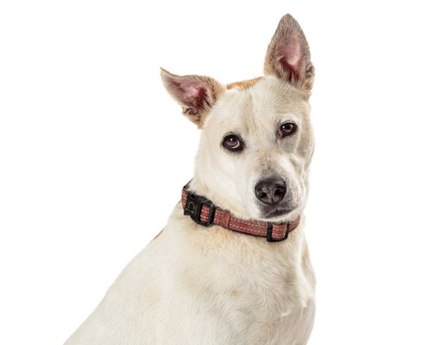 istock Closeup Cute Friendly Large White Dog 1165605044