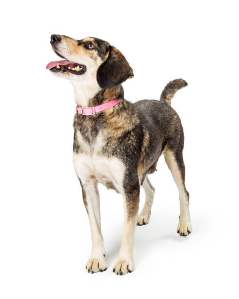 istock Excited Friendly Beagle Crossbreed Dog Facing Side 1165605095