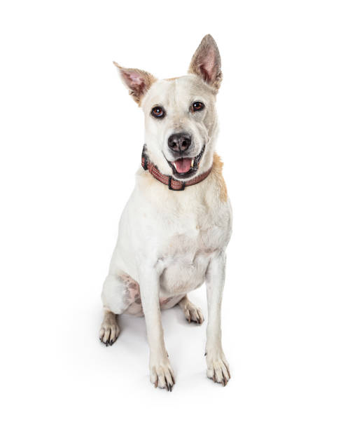 istock Cheerful Mixed Large Breed White Dog 1165605696