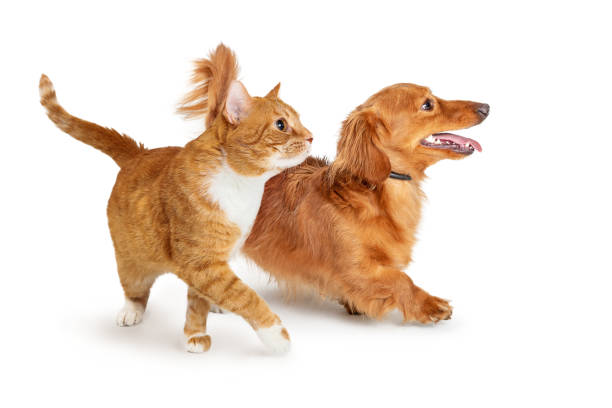 istock Orange Tabby Cat Walking to Side Paw Extended 1165605746