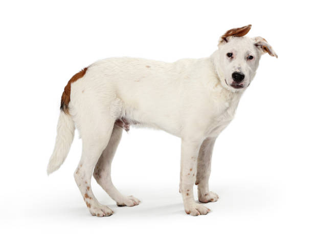 istock Cute White Large Dog Standing Side 1165605774
