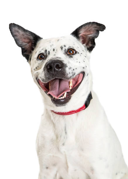 Smiling Happy Big Dog Looking Up stock photo
