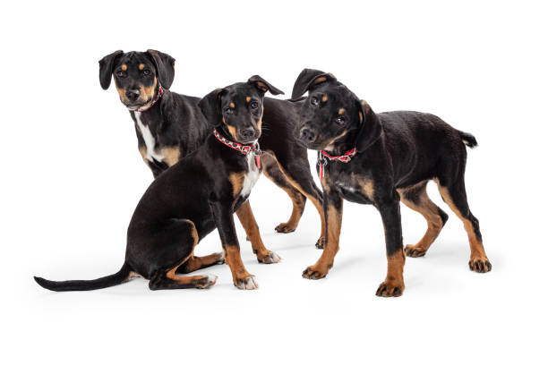 istock Three Doberman Crossbreed Puppies Together 1165605781