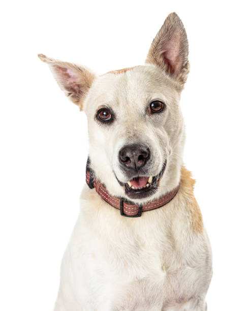 istock White Shepherd Happy Dog Closeup 1165605796