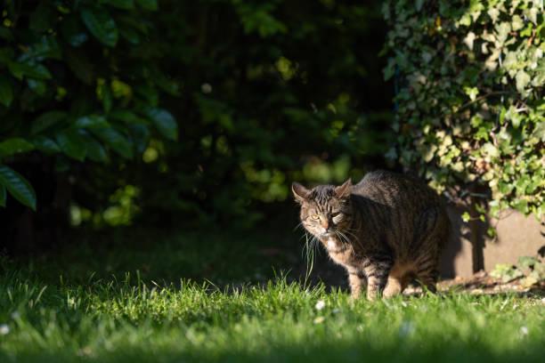 istock tabby shorthair cat 1165605860