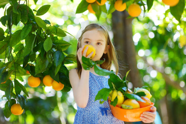 Adorable little girl picking fresh ripe oranges