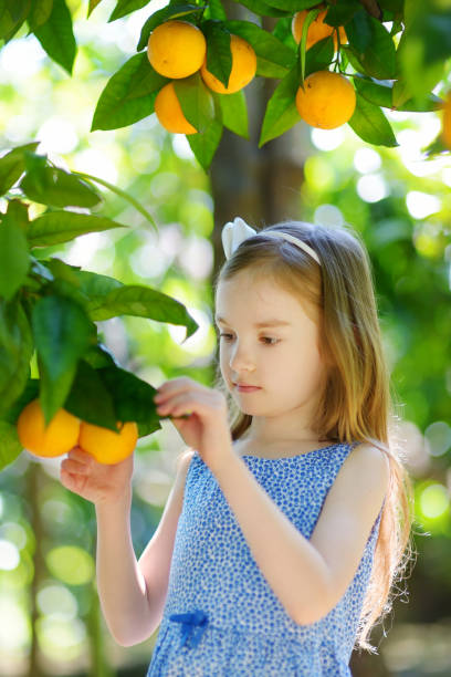 istock Adorable little girl picking fresh ripe oranges 1165606529