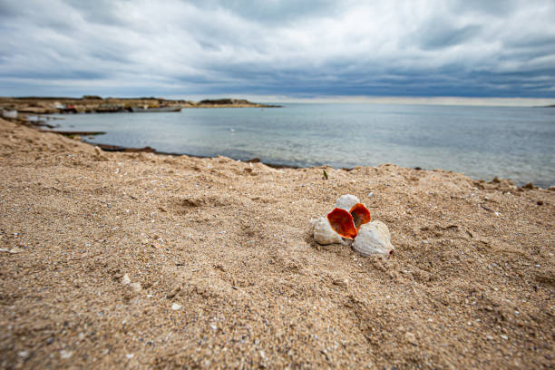 istock Three dried rapa vein whelk (Rapana Venosa) shells exposing the orange interior on a beach on the Romanian Black Sea coast under cloudy sky during spring 1165606547