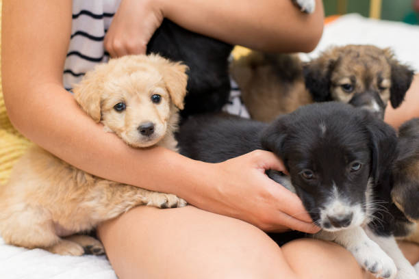 istock Woman playing with puppies 1165612203