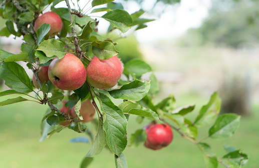 Close up of ripe organic apples on the tree in a home orchard in rural New Zealand
