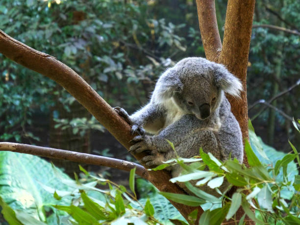 istock high angle shot of a koala in a tree at blackbutt reserve 1165614895