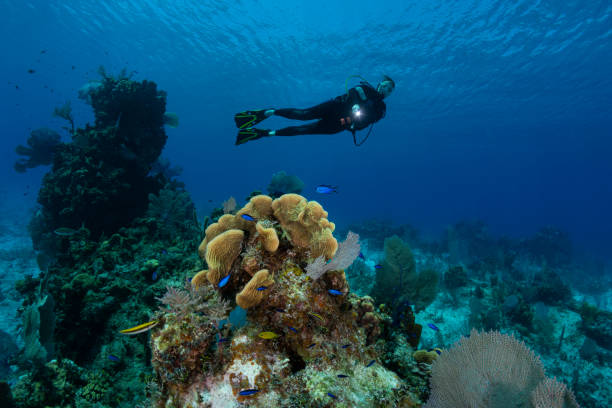 istock Caribbean marine life and diver 1165615014