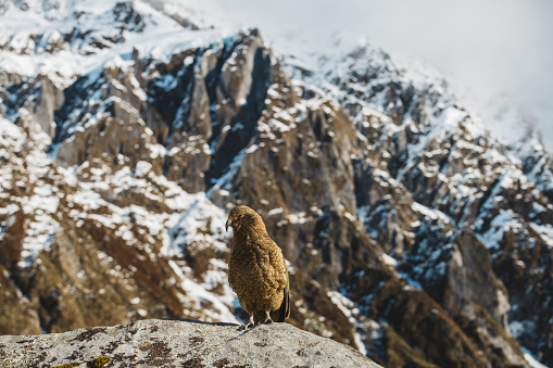 A group of Kea in mountainous area of New Zealand