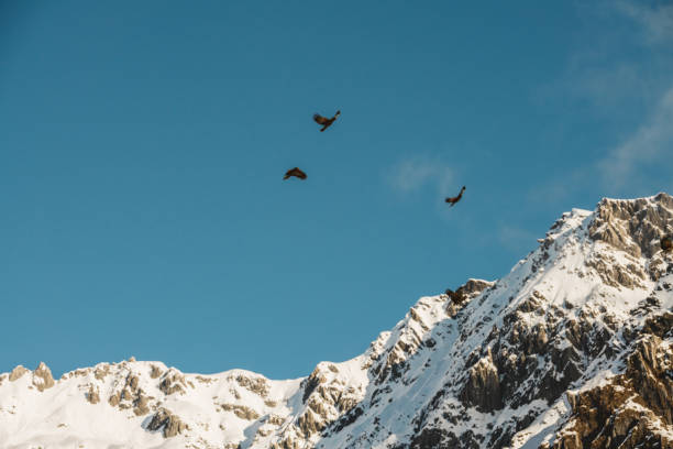 istock Kea Birds In Mountains 1165616571