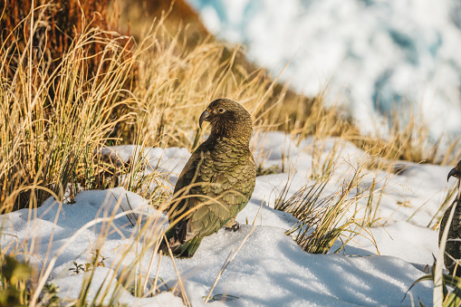 A group of Kea in mountainous area of New Zealand
